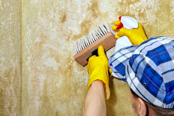 Mold Odor Removal Services